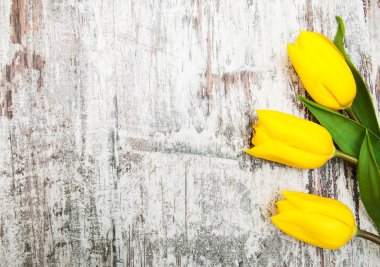 Sarı renkli Lale çiçek