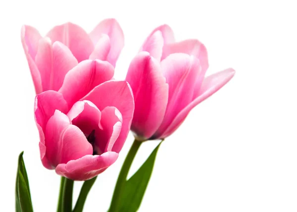 Pink colored tulip flowers — Stock Photo, Image