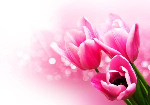 Pink colored tulip flowers — Stock Photo, Image