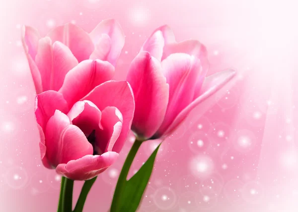 Pink colored tulip flowers — Stock Photo, Image