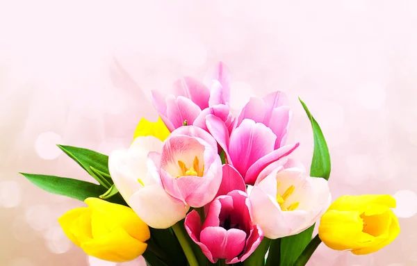 Pink and yellow colored tulip flowers — Stock Photo, Image