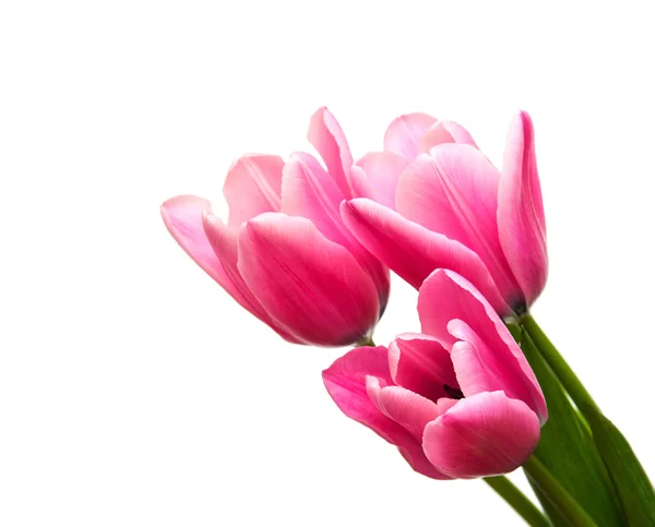 Fiori di tulipano rosa — Foto Stock