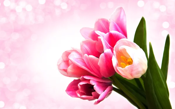 Pink colored tulip flowers — Stock Photo, Image