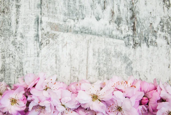 Sakura blossom on a old wooden background — Stock Photo, Image