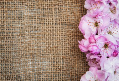 Sakura çiçeği bir çuval bezi arka planda