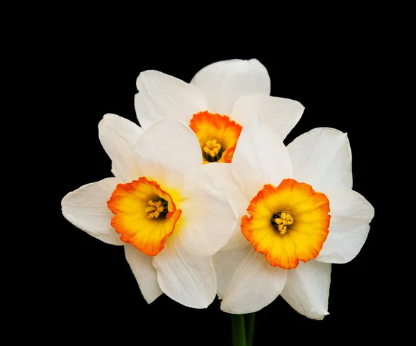 Daffodils on a black — Stock Photo, Image