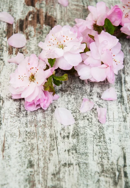 Sakura mekar pada latar belakang kayu tua — Stok Foto