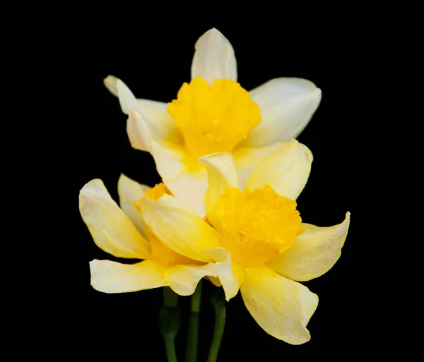 Daffodils on a black — Stock Photo, Image