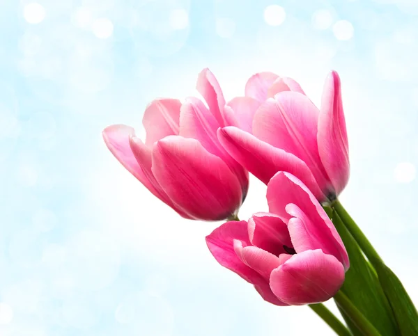 Розовые цветки тюльпана — стоковое фото