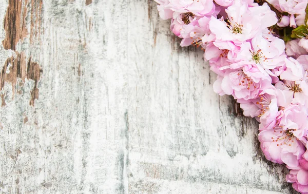 Sakura florece sobre un viejo fondo de madera — Foto de Stock