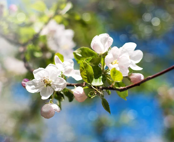 Spring apple blossom — Stock Photo, Image