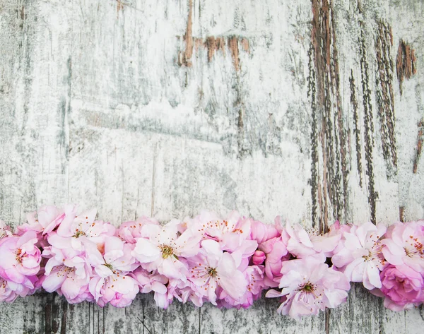 Sakura florece sobre un viejo fondo de madera — Foto de Stock