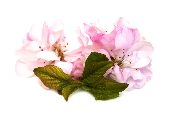 Sakura çiçeği beyaz bir arka plan üzerinde — Stok fotoğraf