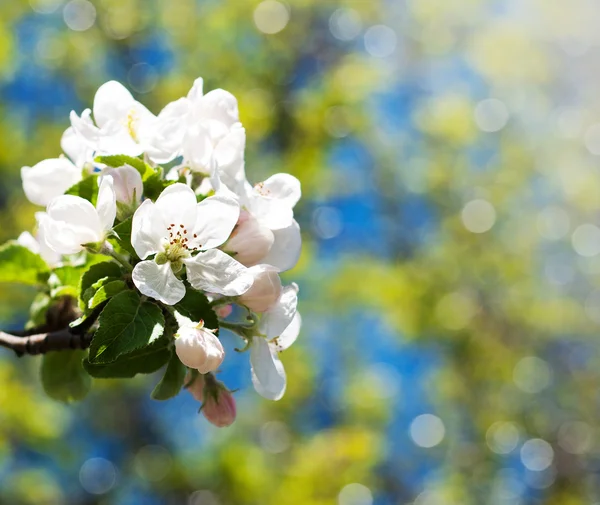 Jarní květy apple — Stock fotografie