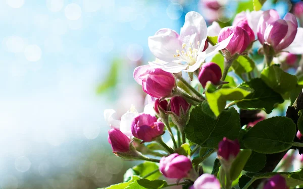 Primavera flor de maçã — Fotografia de Stock