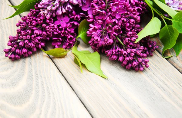 Fliederblüten — Stockfoto