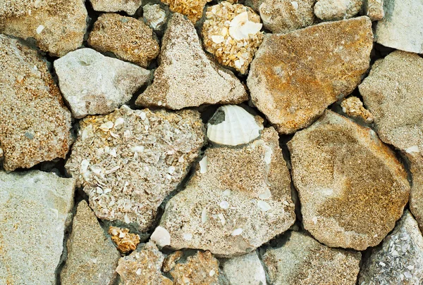 Coquina fondo viejo fósil —  Fotos de Stock