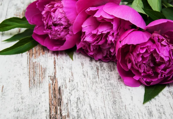 Marco floral con peonías rosadas — Foto de Stock