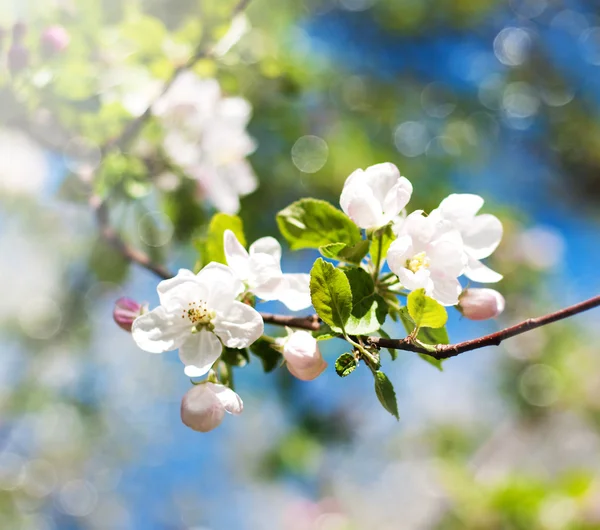 Jarní květy apple — Stock fotografie