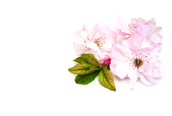 Sakura-Blüte auf weißem Hintergrund — Stockfoto