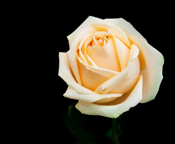 Rose auf schwarzem Hintergrund — Stockfoto