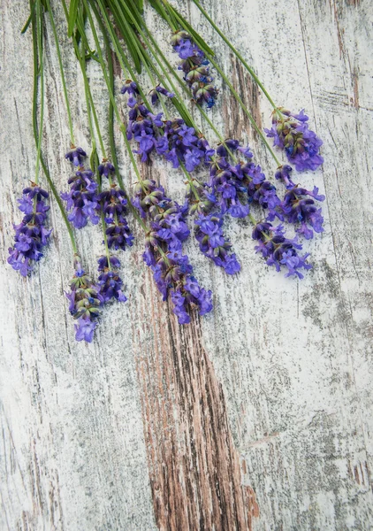 Kwiaty lawendy — Zdjęcie stockowe
