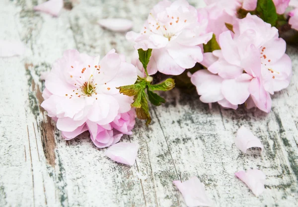 Sakura květu na staré dřevěné pozadí — Stock fotografie