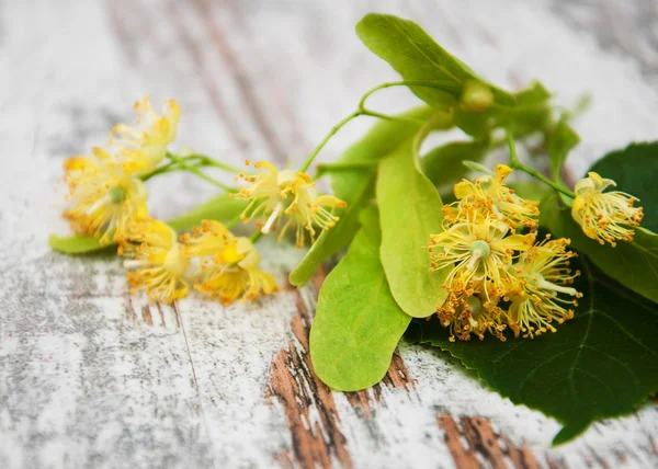 Lindenblüten — Stockfoto