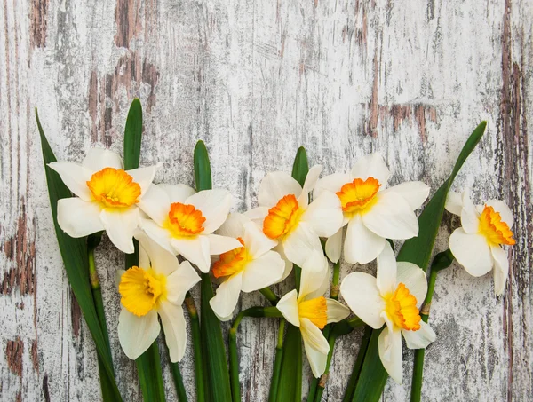 Påsklilja blommor — Stockfoto