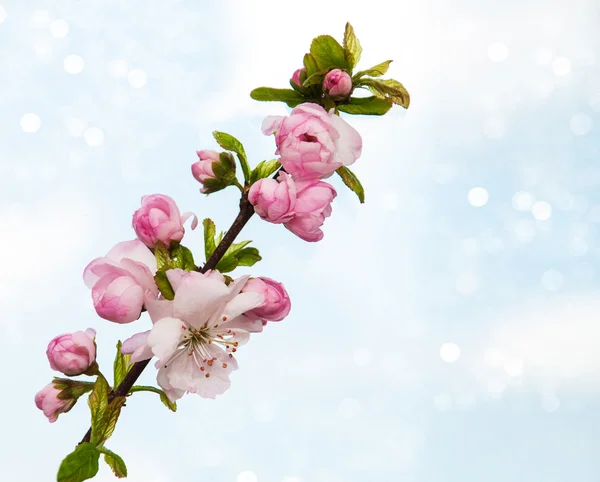 Sakura-Blüte — Stockfoto