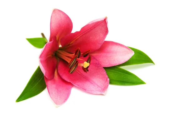 Pink lily — Stock Photo, Image