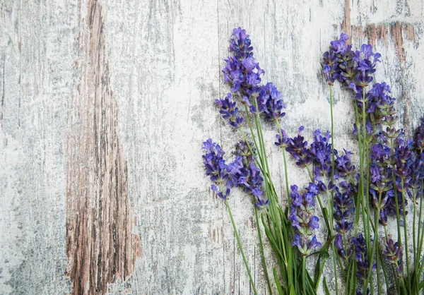 Flores de lavanda —  Fotos de Stock