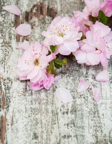 Sakura mekar pada latar belakang kayu tua — Stok Foto