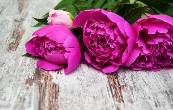 Peonía rosa — Foto de Stock