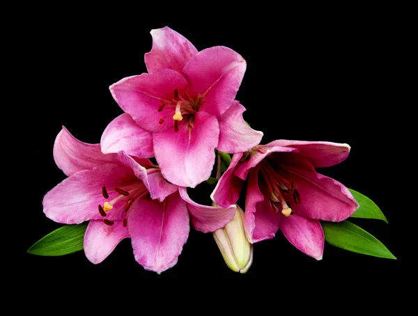 Pink lily — Stock Photo, Image