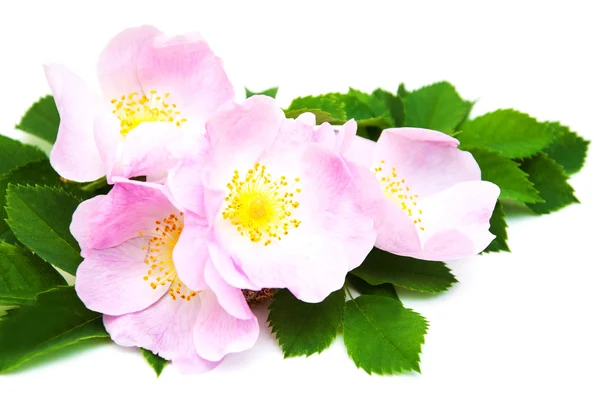 Dog rose — Stock Photo, Image