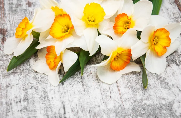 Narcissen bloemen — Stockfoto