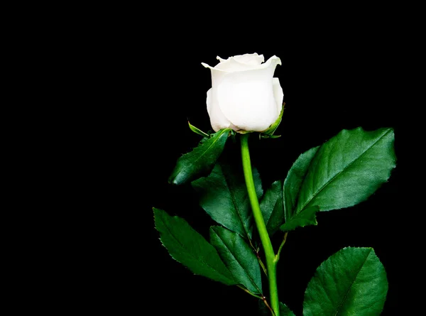 Rose på en svart bakgrund — Stockfoto