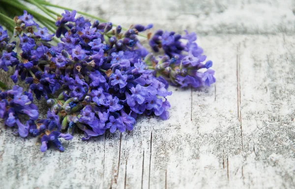 Lavendel blommor — Stockfoto