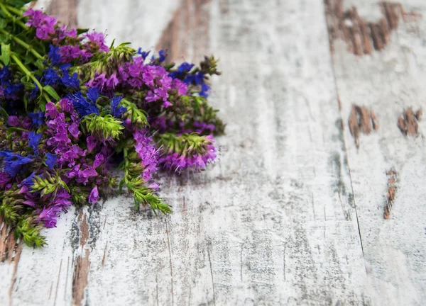 Pink och lila blommor — Stockfoto