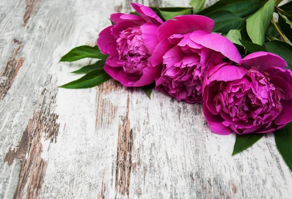 Peonía rosa — Foto de Stock