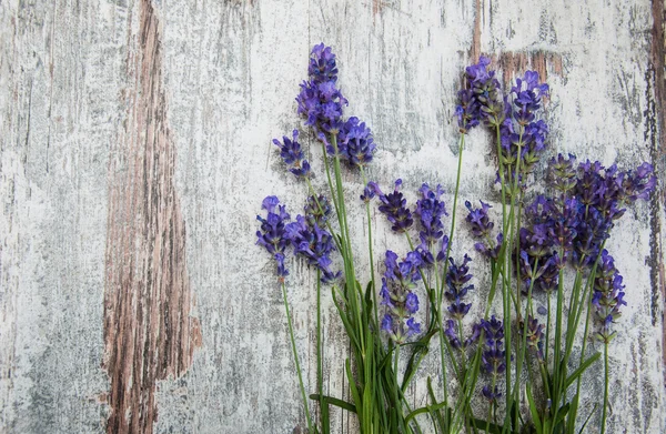 Flores de lavanda —  Fotos de Stock