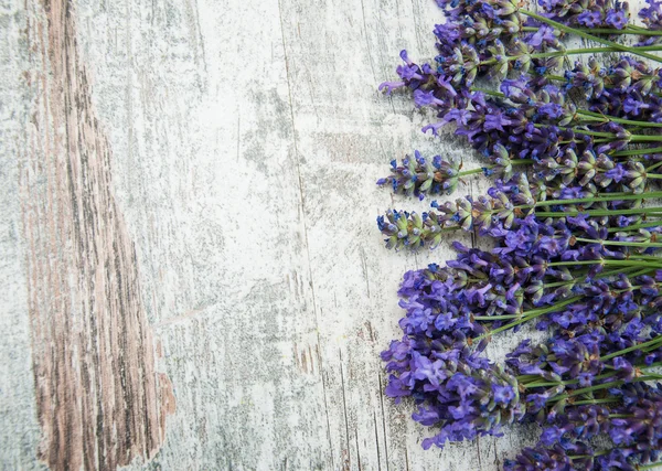 Flores de lavanda —  Fotos de Stock