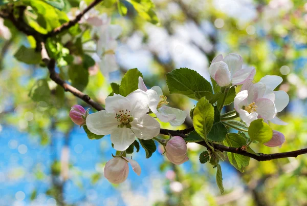 Jarní květy apple — Stock fotografie