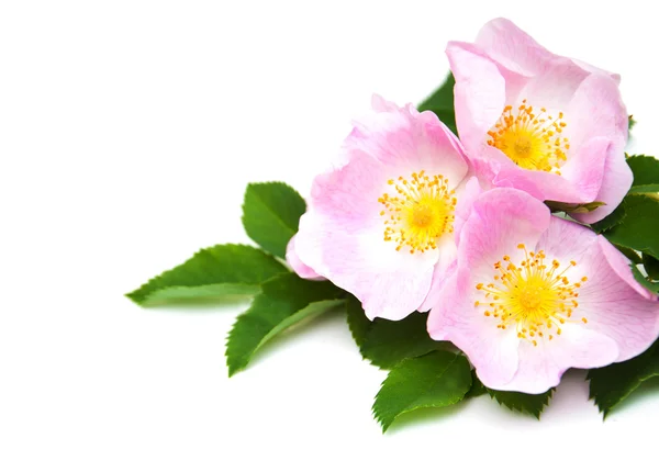 Dog roses on a white — Stock Photo, Image