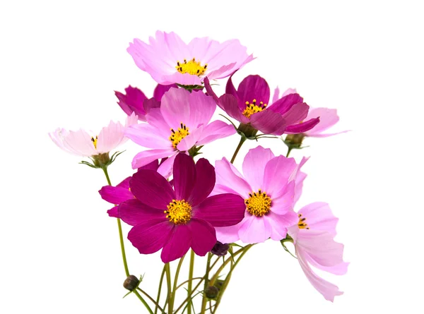 Cosmos flowers on a white — Stock Photo, Image