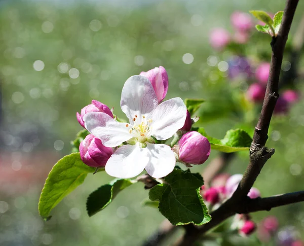 Spring apple blossom — Stock Photo, Image