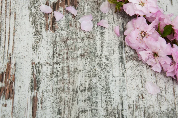 Sakura blossom on a old wooden background — Stock Photo, Image