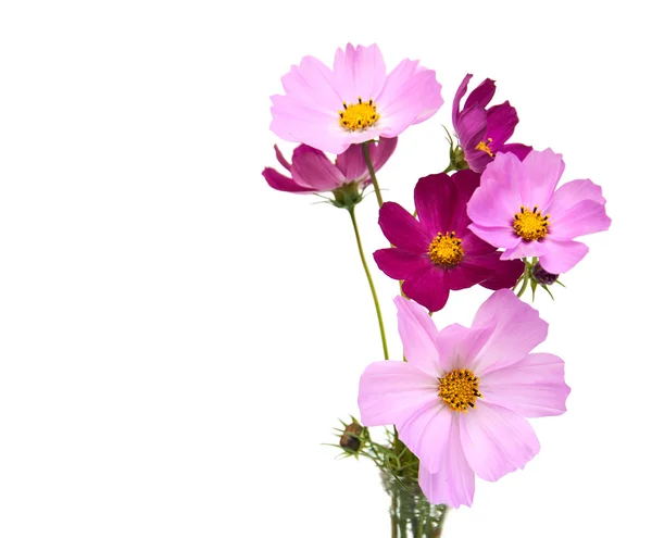 Fleurs Cosmos sur blanc — Photo