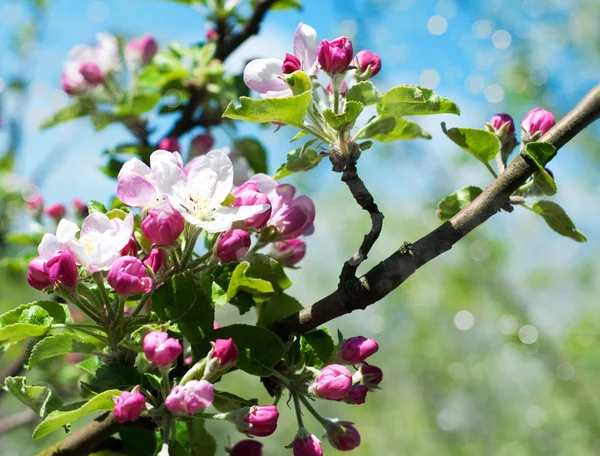 Spring apple blossom — Zdjęcie stockowe